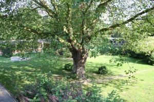 Baum im Schulgarten